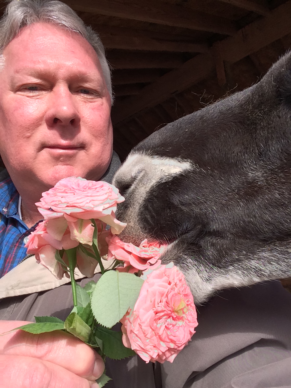 Ellerman Roofing owner Dennis Ellerman with one of his pet llamas.